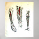 Search for medical illustration posters Vintage