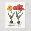 Search for vintage spring flowers postcards Tulips