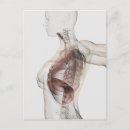 Search for extended postcards Anatomy