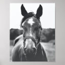Search for equine photography Black and white