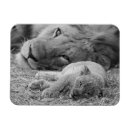 Search for carnivore magnets Big