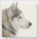 Search for siberian coasters Dog