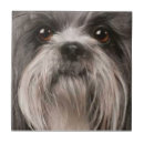 Search for pets tiles Animal