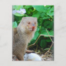 Search for mongoose Animal