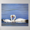 Search for mute swan posters Nature