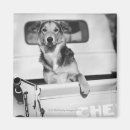 Search for dog car magnets Outdoors