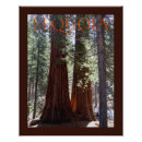Search for sequoia posters Travel