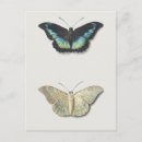 Search for antique butterfly illustration postcards Butterflies