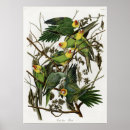 Search for parakeet posters Nature