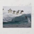 Search for conformation postcards Penguins