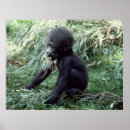 Search for set posters Wildlife