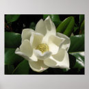 Search for magnolia posters Flowers