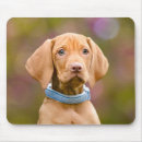 Search for coated electronics Puppy