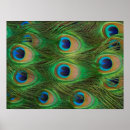 Search for peafowl Peacock