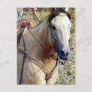 Search for buckskin postcards Equine