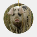 Search for pink pig christmas tree decorations Pigs