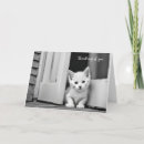 Search for cute kitten thinking of you cards Kitty