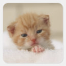 Search for precious stickers Cute