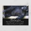 Search for chimpanzee postcards Thinking