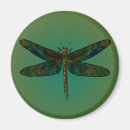 Search for flying dragon magnets Insect