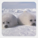 Search for harp envelope seals Snow