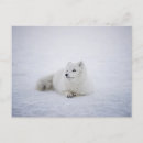 Search for arctic postcards White