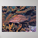 Search for grouper posters Underwater