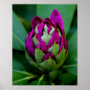 Search for fuchsia flower posters Purple