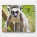 Search for be the lemur electronics Adorable