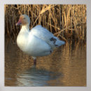 Search for goose posters Animals