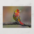 Search for scarlet postcards Bird