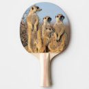 Search for suricates Arid