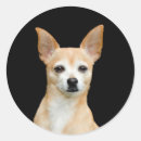 Search for pet portraits stickers Chihuahua