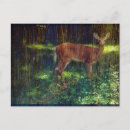 Search for whitetail deer postcards Woods