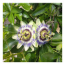 Search for passions Garden