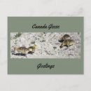 Search for gosling postcards Canada geese