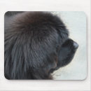 Search for newfoundland dog mousepads Animal