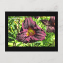 Search for day lily postcards Flower