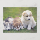 Search for dog behaviour postcards Lying down