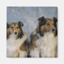 Search for sheepdog magnets Horizontal