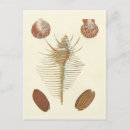 Search for beach shells postcards Nature