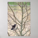 Search for wing posters Red winged blackbird