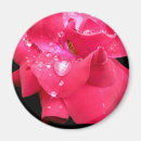 Search for rose background magnets Black