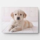 Search for golden retriever nursery decor Pet
