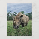 Search for diceros Rhino