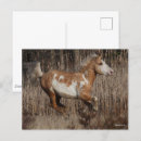 Search for curly postcards Animal
