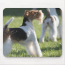 Search for fox mousepads Terrier