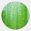 Search for drop leafs stickers Foliage