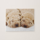 Search for shar pei puzzles Animal