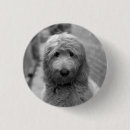 Search for goldendoodle badges Dog